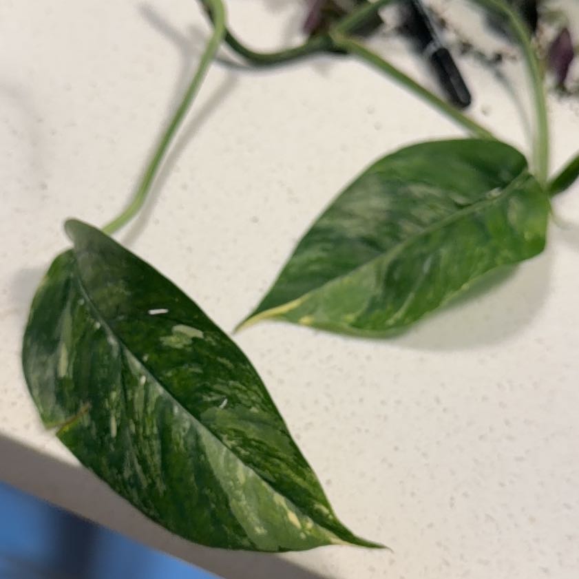Photo of the plant species Epi Albo by @TubularNoblefir named Anne on Greg, the plant care app