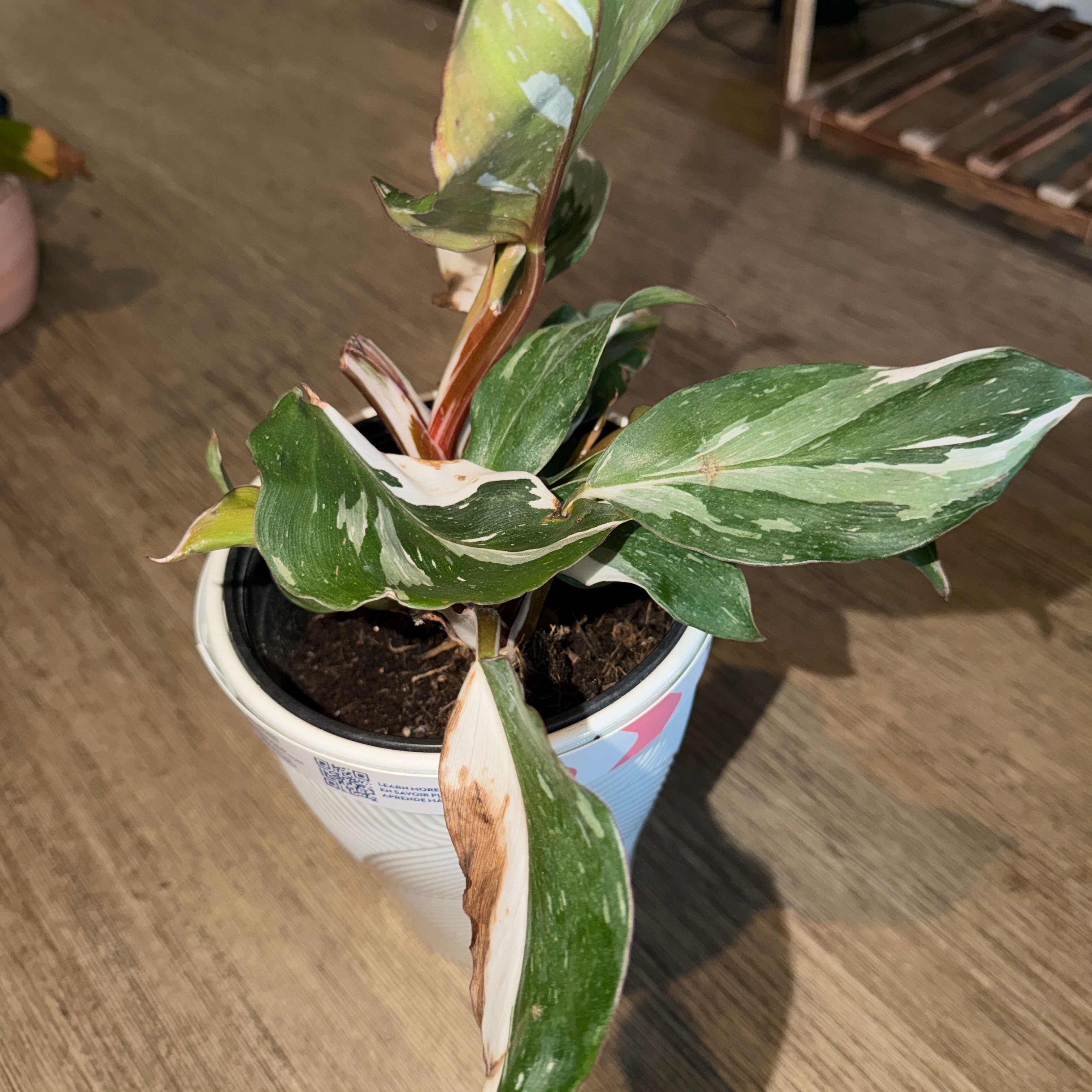 Photo of the plant species White Knight Philodendron by @TubularNoblefir named Bieber on Greg, the plant care app