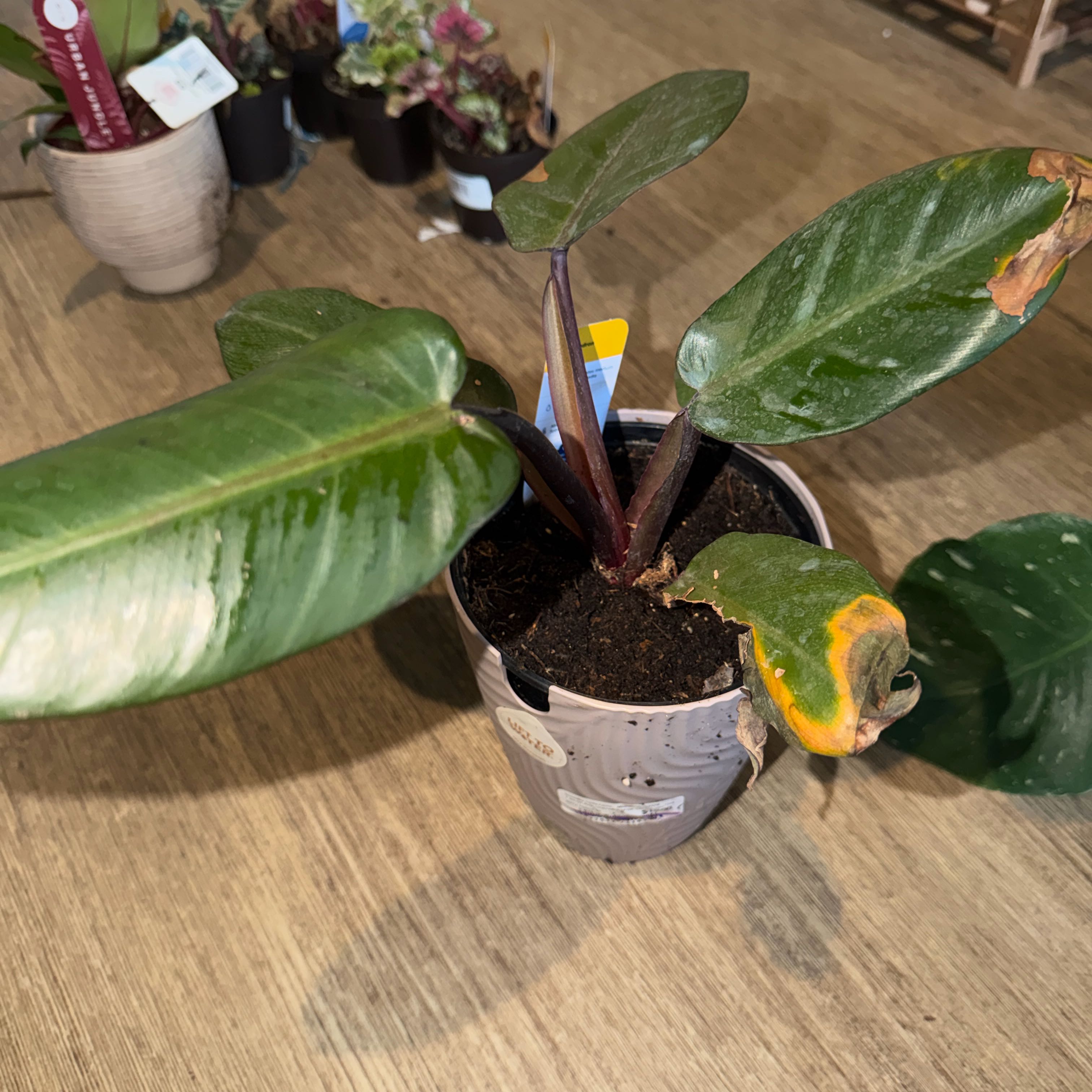 Photo of the plant species Philodendron 'Black Cardinal' by @TubularNoblefir named Terra on Greg, the plant care app