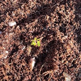 Photo of the plant species Strawberry Gum by @FunBrunfelsia73 named Fernie Mercury on Greg, the plant care app