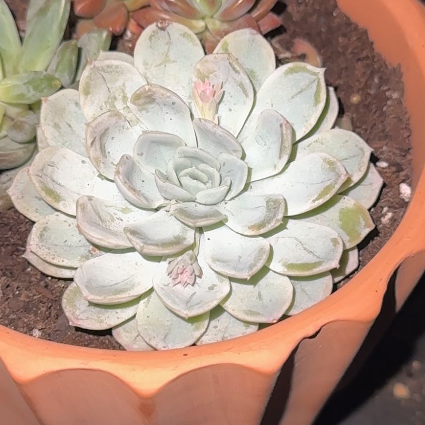 Photo of the plant species Echeveria by @ExpensiveMint91 named Marley on Greg, the plant care app
