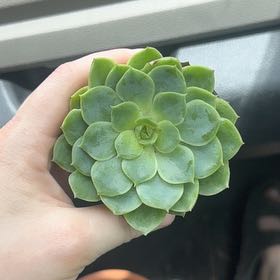 Photo of the plant species Echeveria 'Lime n' Chile' by @ExpensiveMint91 named Gregarious on Greg, the plant care app