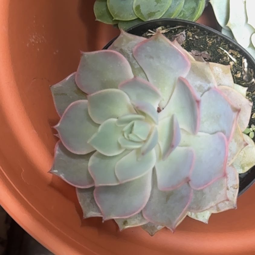 Photo of the plant species Angel Kissed by @ExpensiveMint91 named Remington on Greg, the plant care app