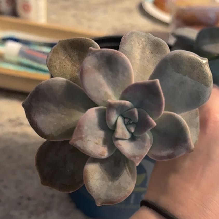 Photo of the plant species Beautiful Graptopetalum by @ExpensiveMint91 named Taylor Swift on Greg, the plant care app