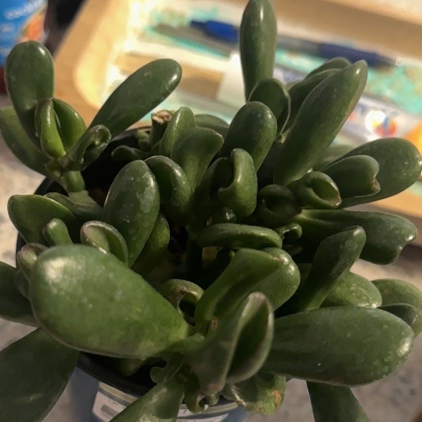 Photo of the plant species ET's Fingers Jade by @ExpensiveMint91 named Sigmund on Greg, the plant care app