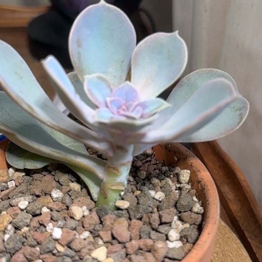 Photo of the plant species Metallic Echeveria by @DirectOlneya6 named Cleopatra on Greg, the plant care app