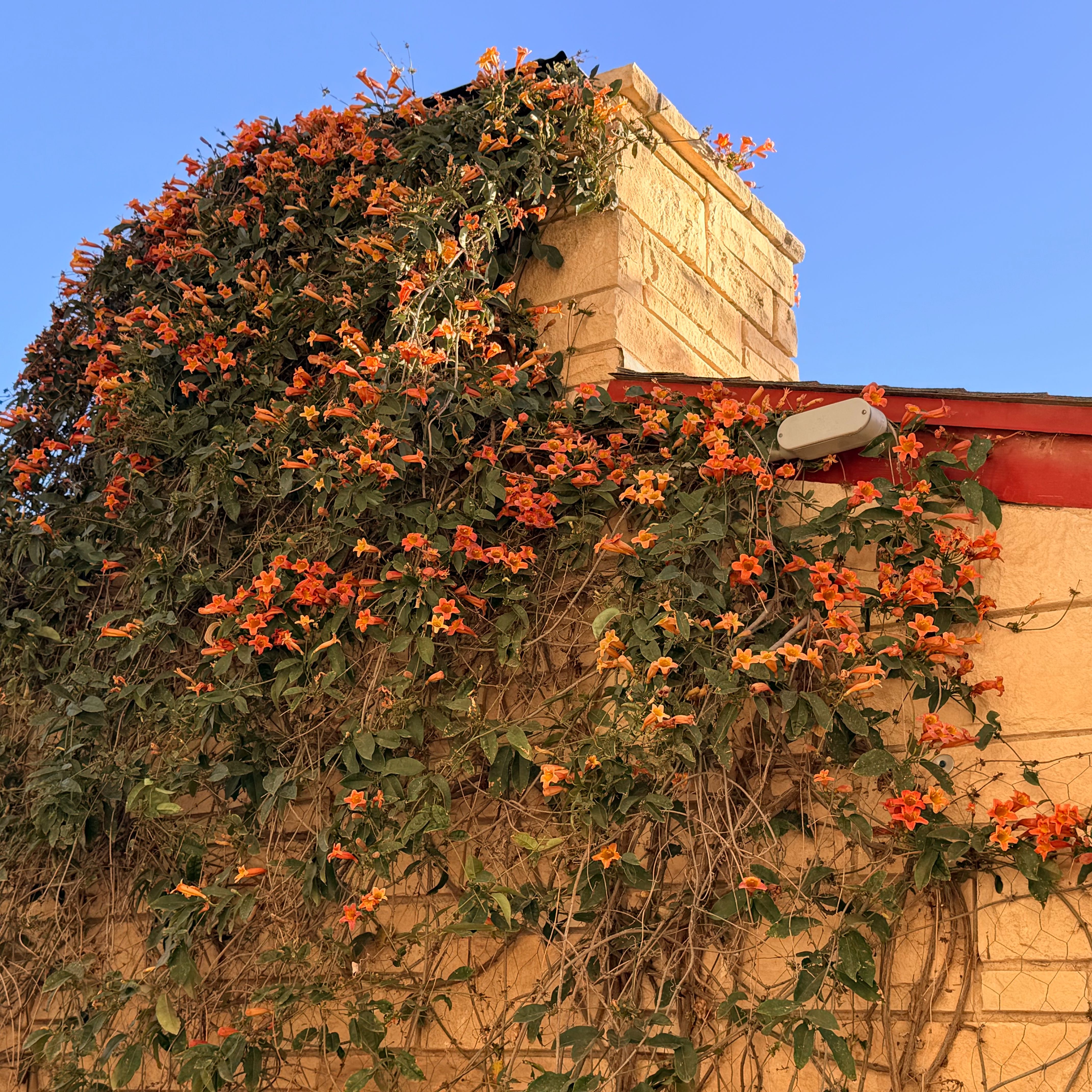 Photo of the plant species Crossvine by @BossKiekie65 named Achilles on Greg, the plant care app