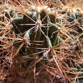 Photo of the plant species Fishhook Cactus by @TrueDuncecap25 named Plato on Greg, the plant care app