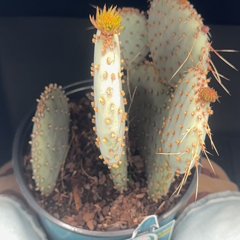 Photo of the plant species Arborescent Prickly Pear by @LitheCorn88 named Spike Leaves on Greg, the plant care app