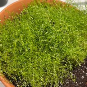 Photo of the plant species Scotch Moss by @ZealAnise43 named Mossy Mossington the third on Greg, the plant care app