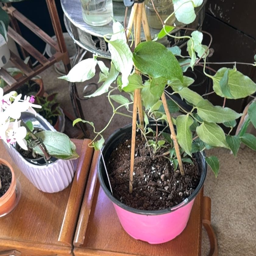 Photo of the plant species Clematis 'Asao' by @ZealAnise43 named Elle on Greg, the plant care app