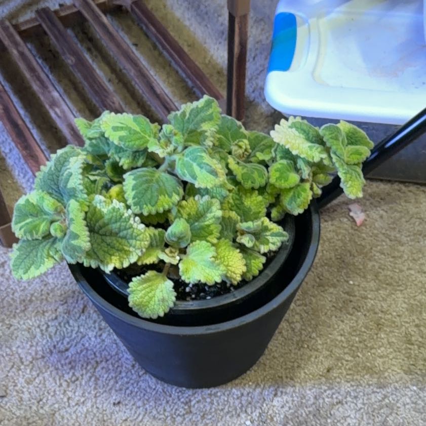 Photo of the plant species Swedish Ivy by @ZealAnise43 named Sigmund on Greg, the plant care app