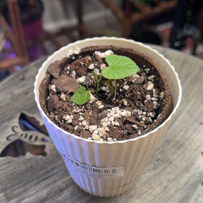 Photo of the plant species Purple Morning Glory by @ZealAnise43 named Luna Lovegood on Greg, the plant care app