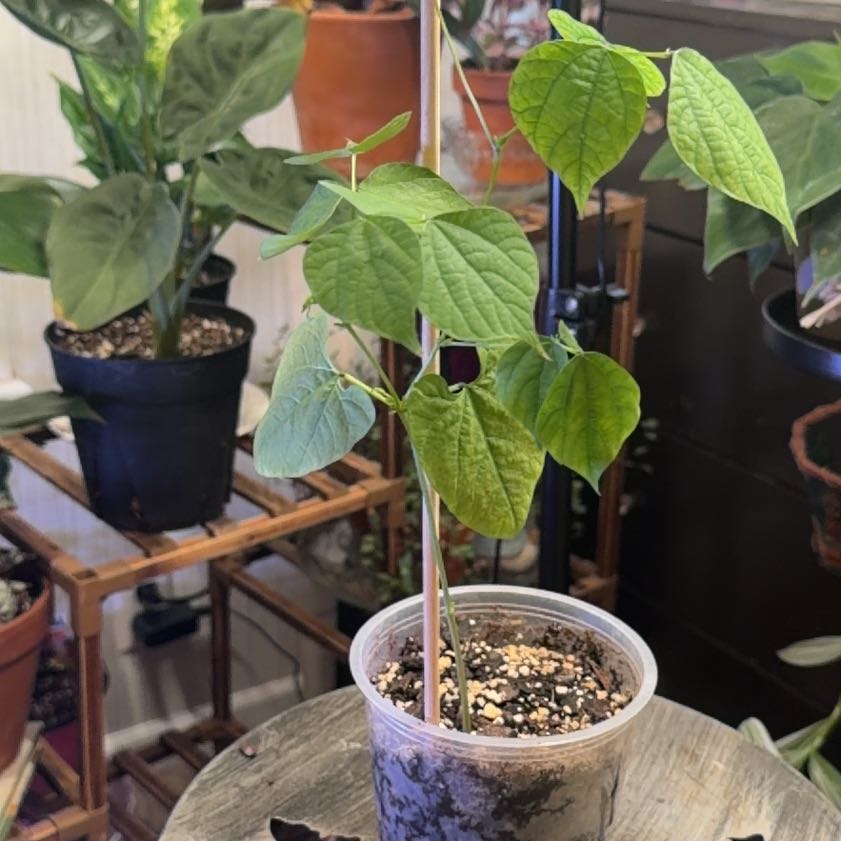 Photo of the plant species Hyacinth Bean by @ZealAnise43 named Stella on Greg, the plant care app