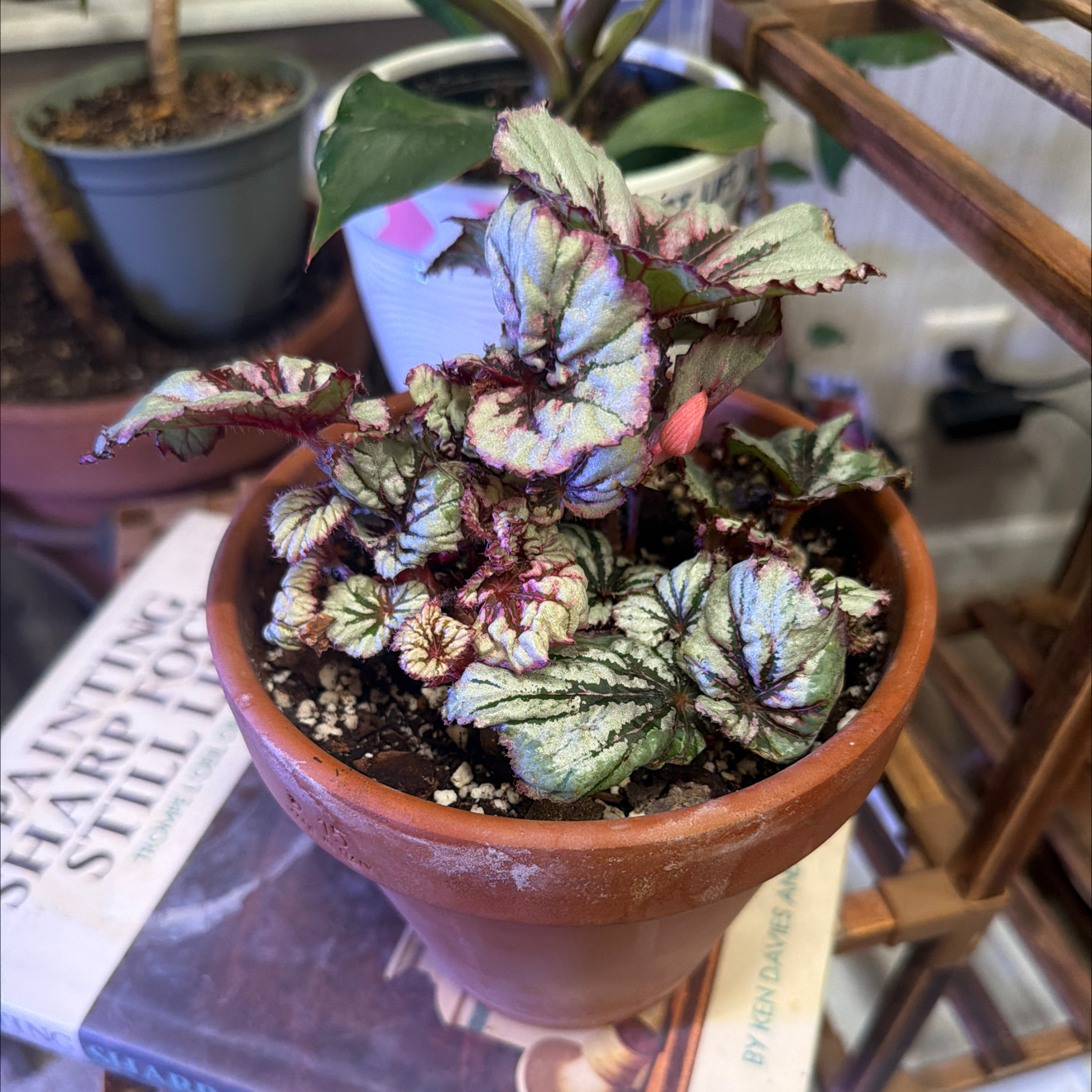 Photo of the plant species Painted-leaf Begonia by @ZealAnise43 named Orlando Bloom on Greg, the plant care app