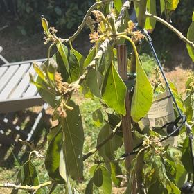 Photo of the plant species Sweet Olive by @QuickShyleaf46 named Leonardo on Greg, the plant care app