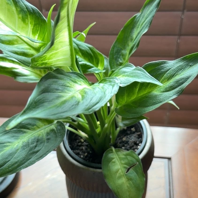 Photo of the plant species Dumb cane,Leopard lily by @FullParsley91 named Einstein on Greg, the plant care app
