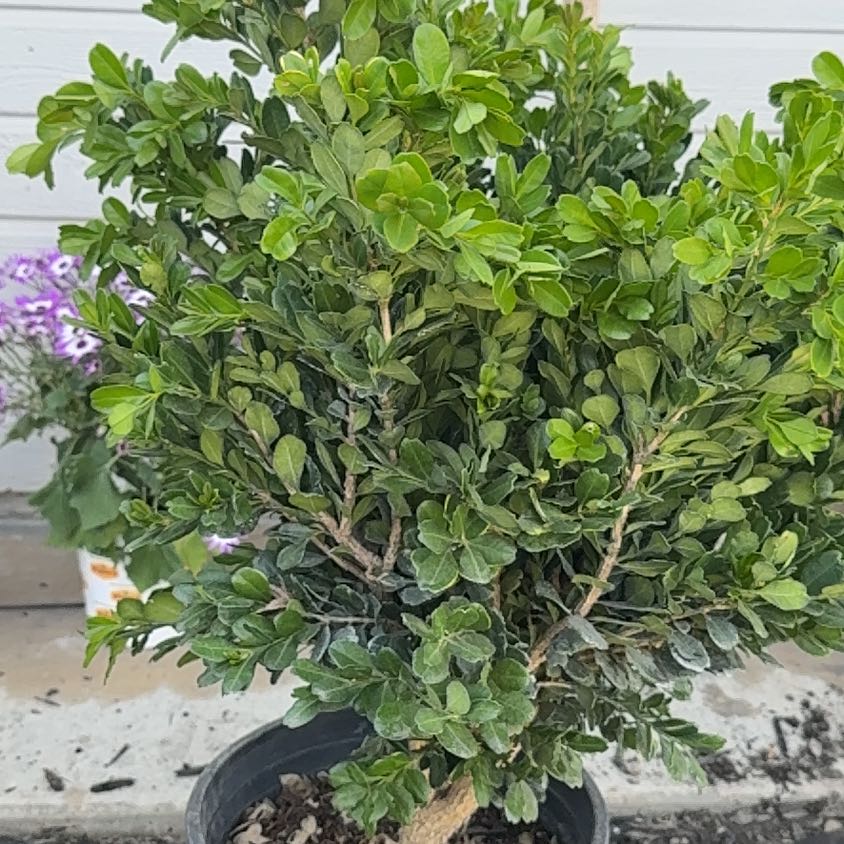 Photo of the plant species Japanese Boxwood by @AssuredlyOricad named ChloroPhil on Greg, the plant care app