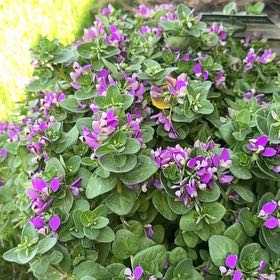 Photo of the plant species Sweet Pea Bush by @AssuredlyOricad named Bodhi on Greg, the plant care app