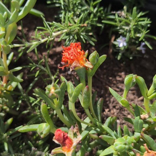 Photo of the plant species Marsh Jaumea by @CertainPothos named Bella on Greg, the plant care app