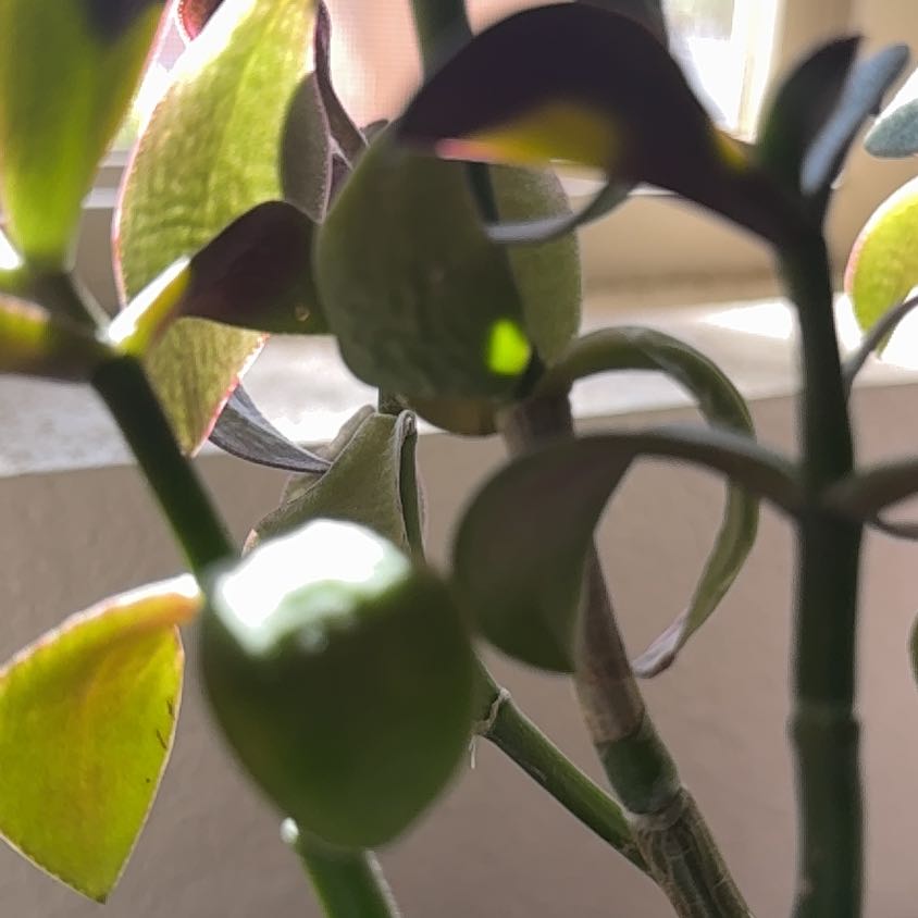 Photo of the plant species Jade Succulant by @AthleteBeans62 named Michelle Branch on Greg, the plant care app