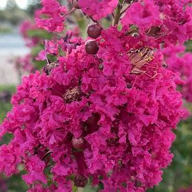 Photo of the plant species Lagerstroemia Indica by @AthleteBeans62 named Taylor Swift on Greg, the plant care app