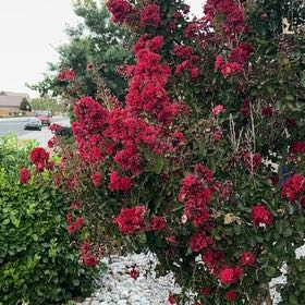 Photo of the plant species Lagerstroemia Indica by @AthleteBeans62 named Clooney on Greg, the plant care app