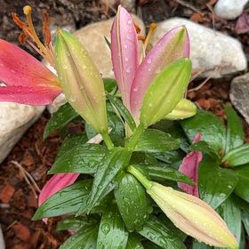 Photo of the plant species Asiatic Lily by @AthleteBeans62 named Xena on Greg, the plant care app