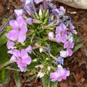 Photo of the plant species Peppermint Twist by @AthleteBeans62 named Tupot amaroot on Greg, the plant care app
