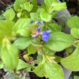 Photo of the plant species Ceratostigma 'My Love' by @AthleteBeans62 named Einstein on Greg, the plant care app