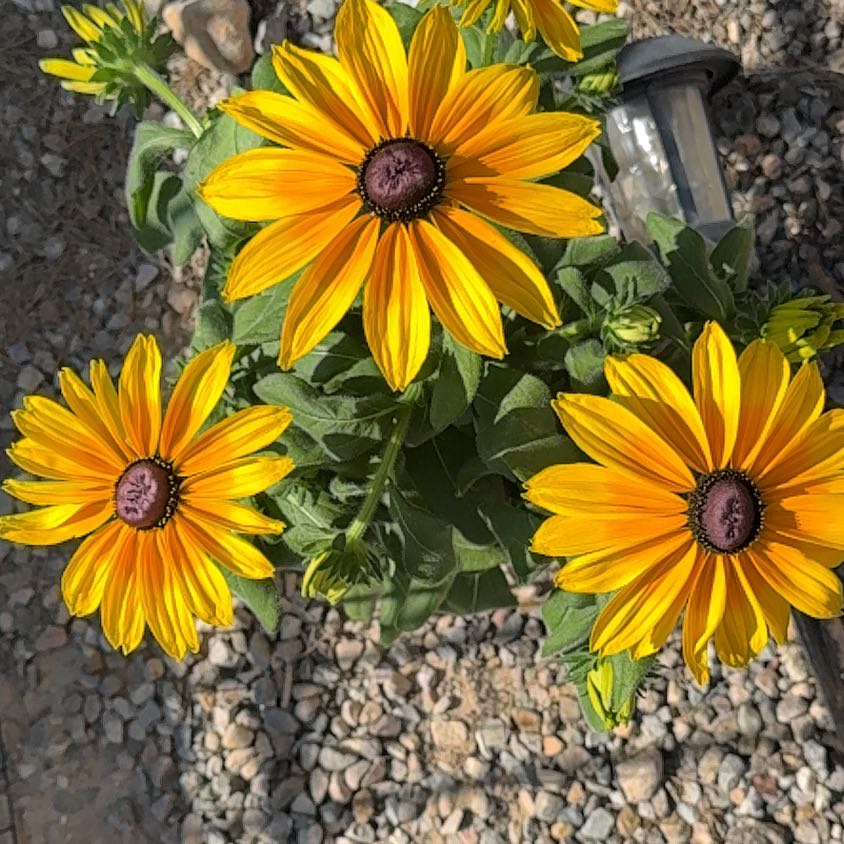 Photo of the plant species Blackeyed Susan by @AthleteBeans62 named Tree Diddy on Greg, the plant care app