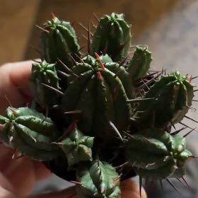 Photo of the plant species Euphorbia ferox by @Lostcauseacres named Athena on Greg, the plant care app