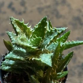 Photo of the plant species Aloe zanzibarica by @Lostcauseacres named Miley on Greg, the plant care app