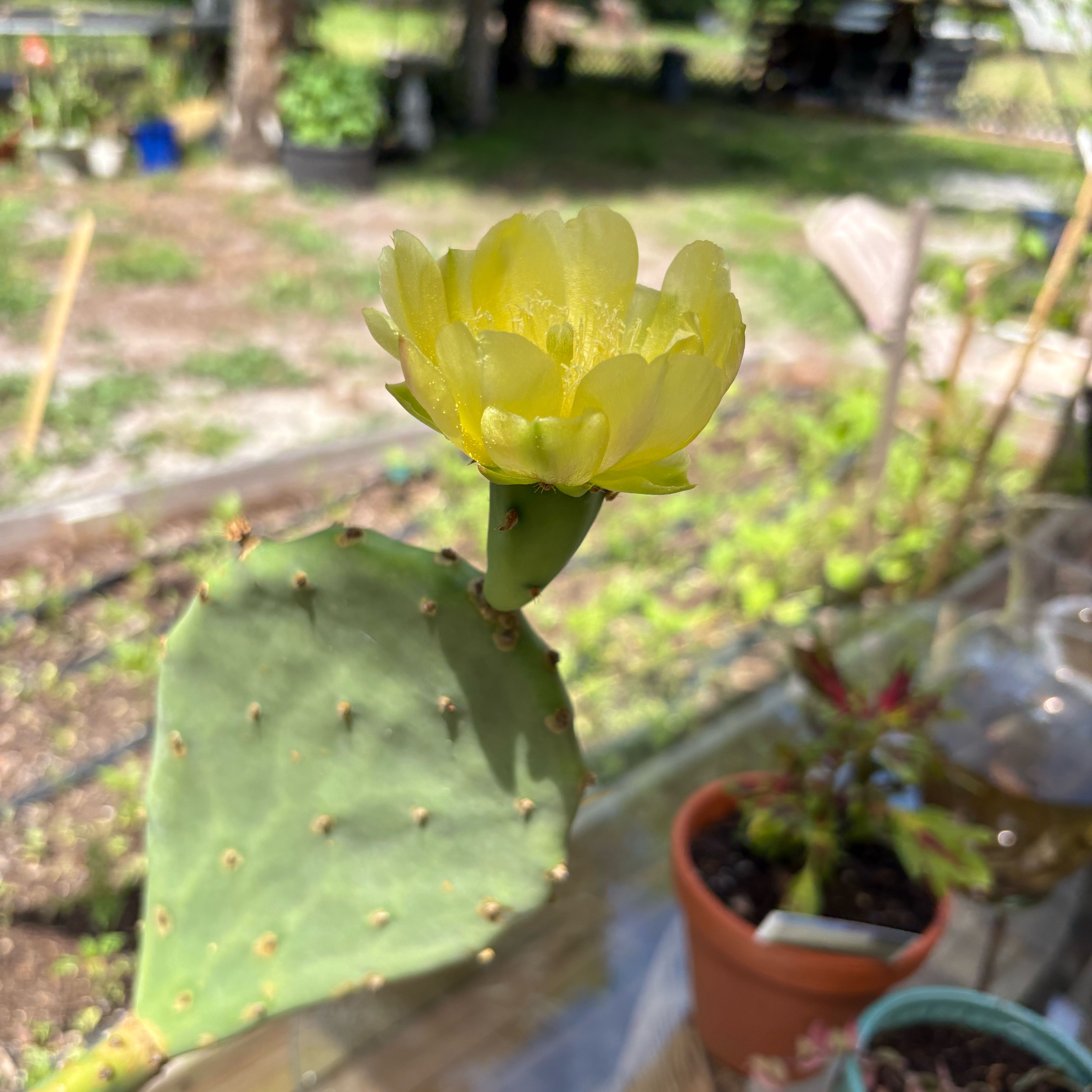 Photo of the plant species Erect Prickly Pear by @Lostcauseacres named Captain Plant-it on Greg, the plant care app