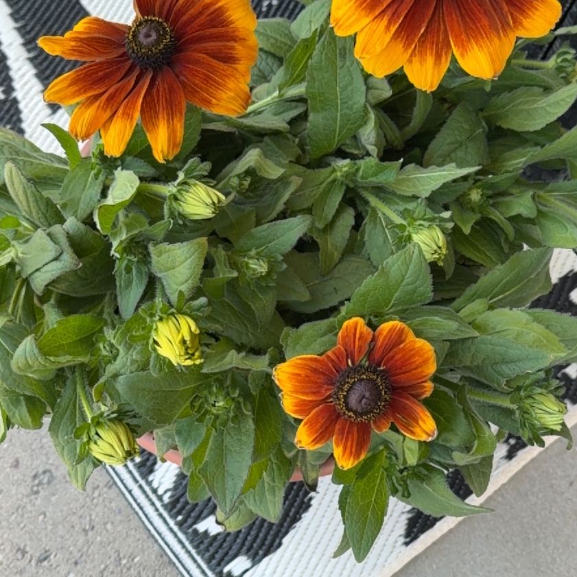 Photo of the plant species Blackeyed Susan by @MasterMangotree named Terra on Greg, the plant care app