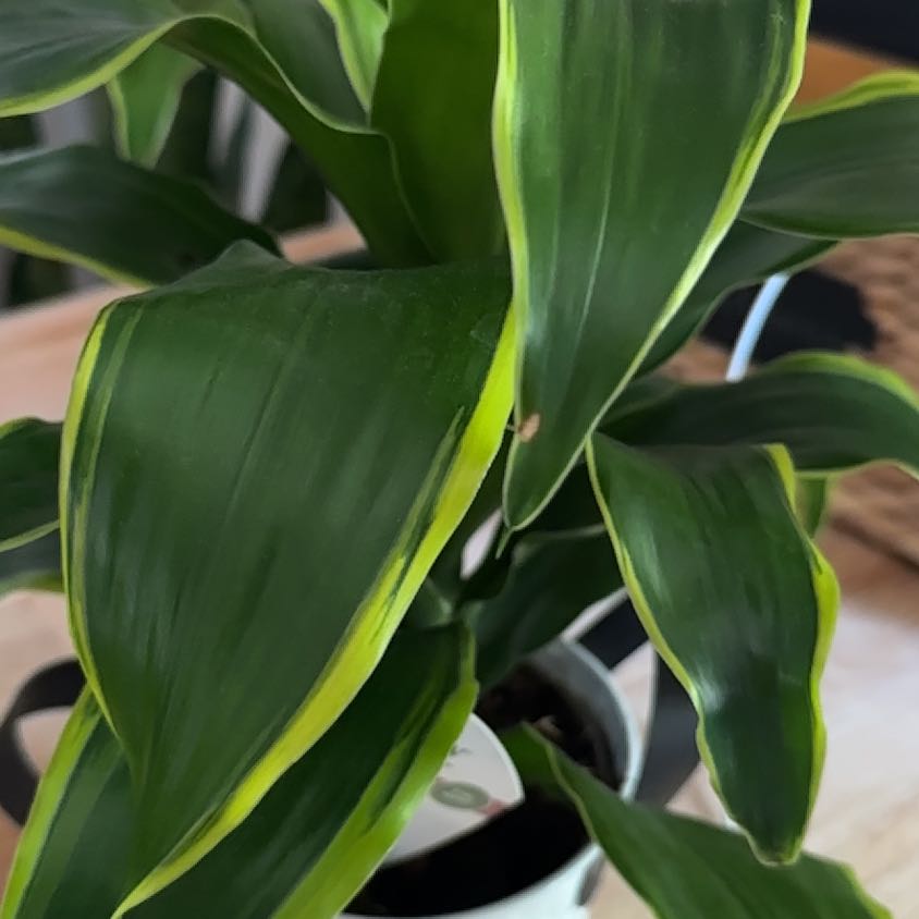 Photo of the plant species Dracaena Dorado by @WarmBegonia25 named Bella on Greg, the plant care app