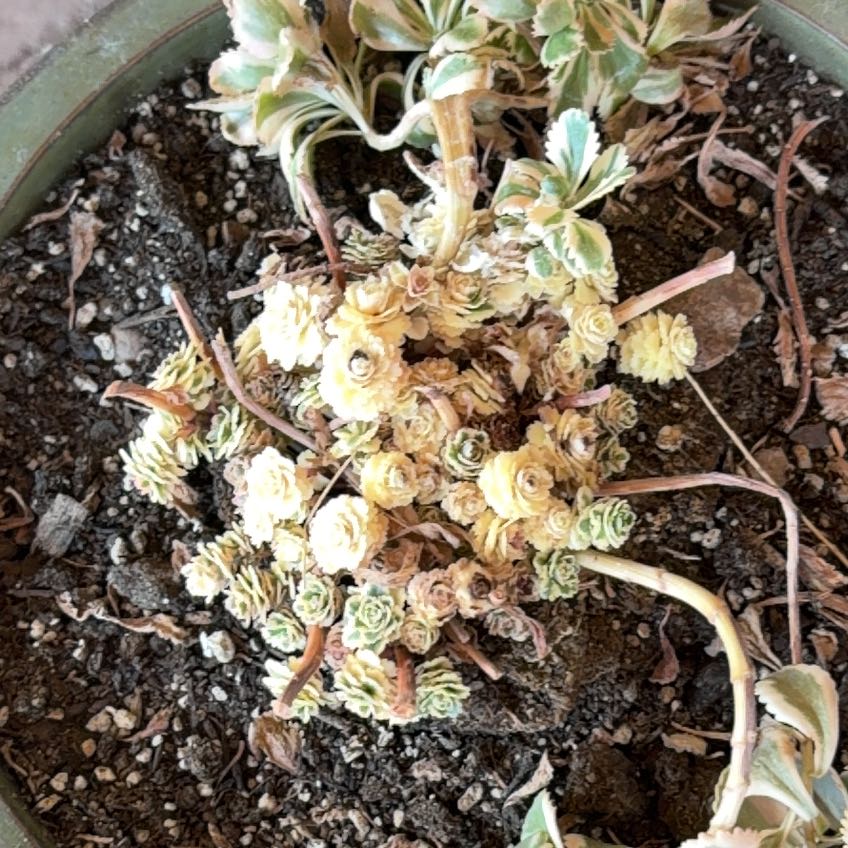 Photo of the plant species Livelong Saxifrage by @NewRhodora48 named Gobi on Greg, the plant care app