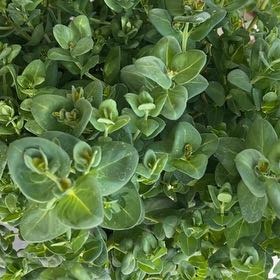 Photo of the plant species Red Chickweed by @WholeOnion3 named Nemo on Greg, the plant care app