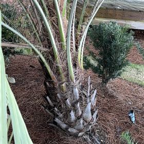 Photo of the plant species Blue Palmetto by @NurseRedclaws35 named Delilah on Greg, the plant care app