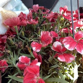 Photo of the plant species Lindley's Clarkia by @PoetSedum94 named Tamara on Greg, the plant care app