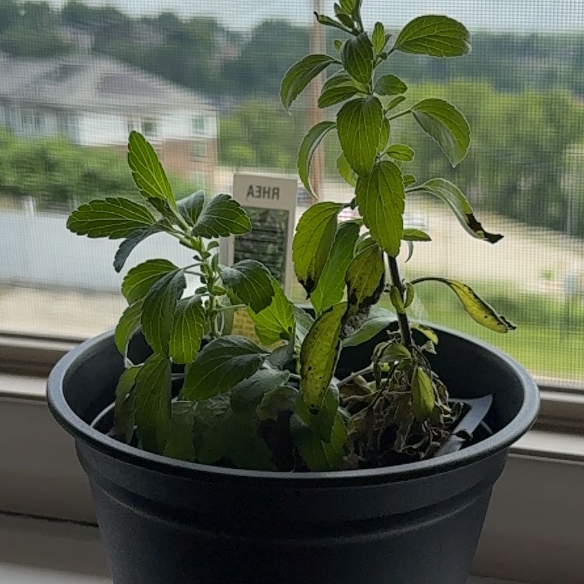 Photo of the plant species Mealycup Sage by @ZanyPepino38 named Ulysses S Plant on Greg, the plant care app