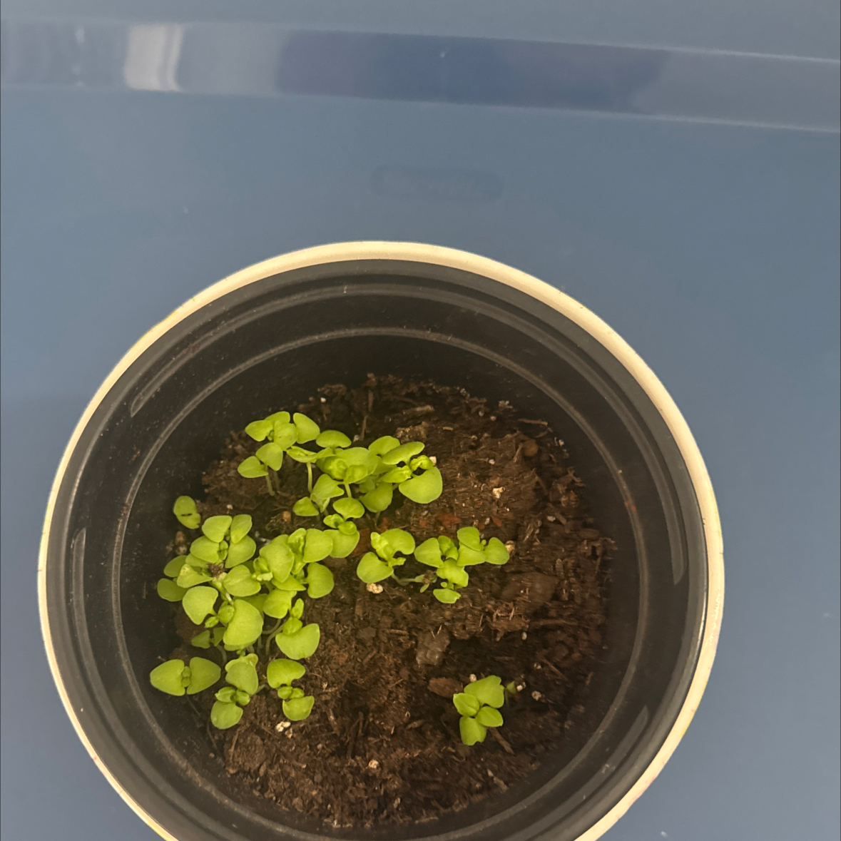 Photo of the plant species Basil by @SuperbPeachtree named Aria on Greg, the plant care app