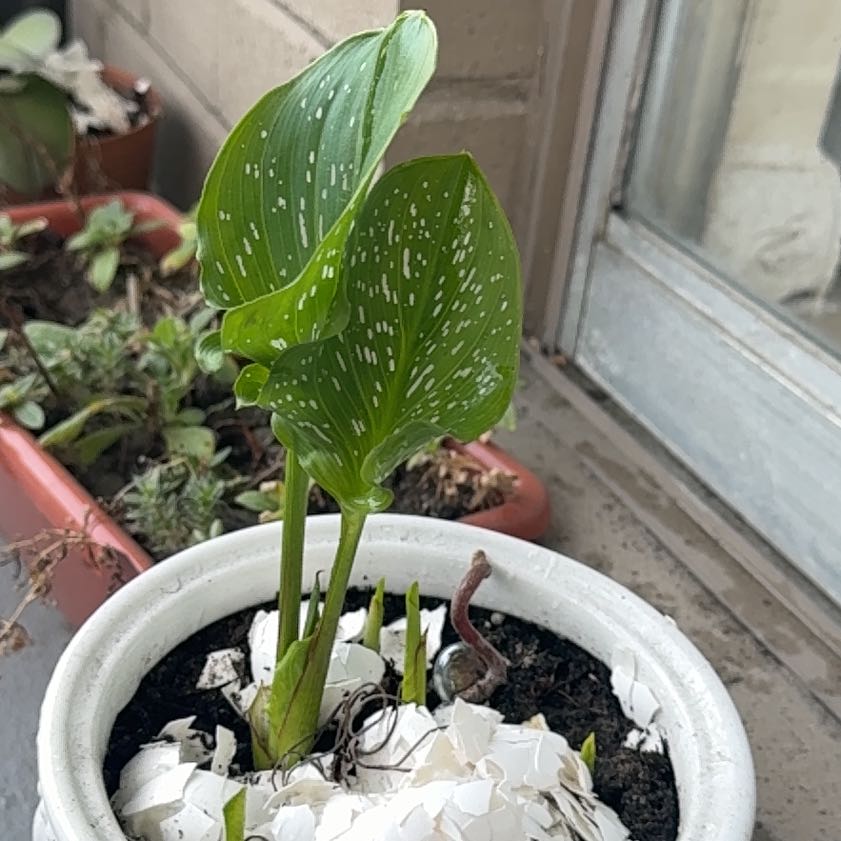 Photo of the plant species Spotted Calla Lily by @JollyBetel13 named Naomi on Greg, the plant care app