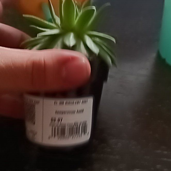 Photo of the plant species Asst Succulent by @BoldBroom44 named Rosa on Greg, the plant care app