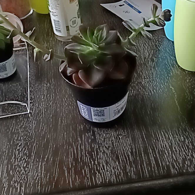 Photo of the plant species Echeveria 'Melaco' by @BoldBroom44 named Gaylord on Greg, the plant care app