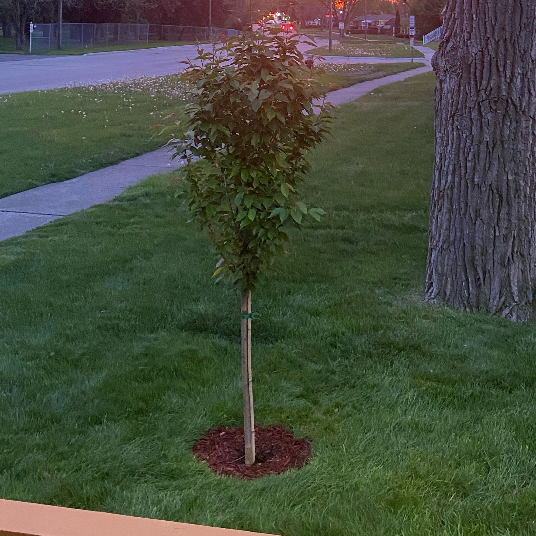 Photo of the plant species Double Cherry Blossom by @RulerPixiecap10 named Luna on Greg, the plant care app