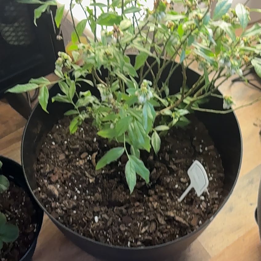 Photo of the plant species Pink Lemonade Blueberry by @MajesticBeech36 named Homer on Greg, the plant care app