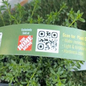 Photo of the plant species Elfin Thyme by @PureTawapou59 named Harry on Greg, the plant care app