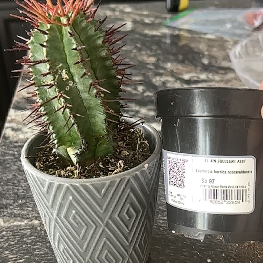 Photo of the plant species Euphorbia horrida noorsveldensis by @NewCodiaeum43 named Norman on Greg, the plant care app