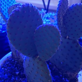 Photo of the plant species Opuntia Basilaris by @Zumbachica named Galinda on Greg, the plant care app